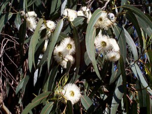 Eucalyptus_globulus