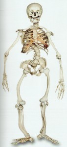 Rachitisches Skelett (1900)