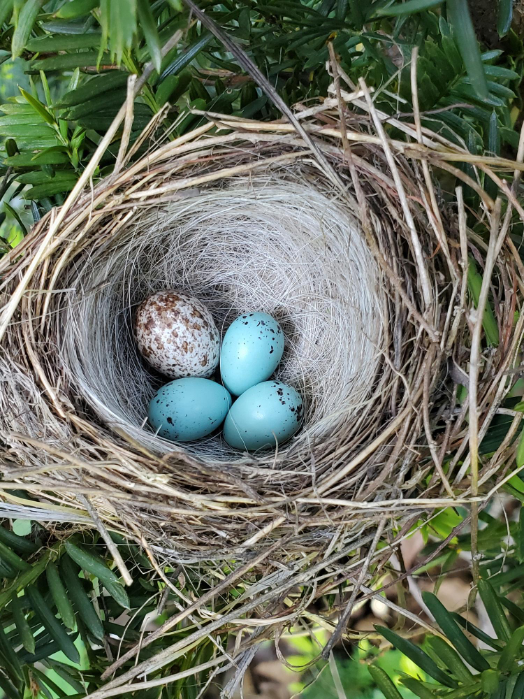 Дмитрий Шеваров: «Гнездо света. Три птичьих истории, рассказанных вечером в канун весны»