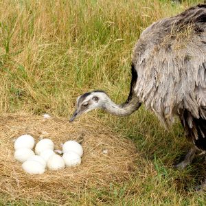 ostrich chick front white background - Пустословие  и  доброе христианское общение: в чём разница?