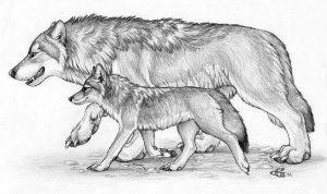 Басня Волк и волченок