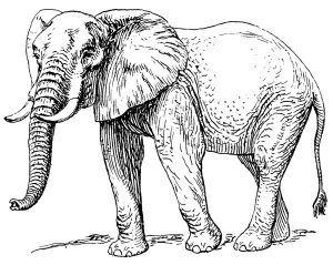 Басня Слон в случае