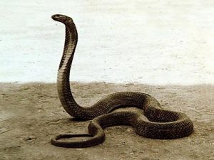 Басня Крестьянин и змея