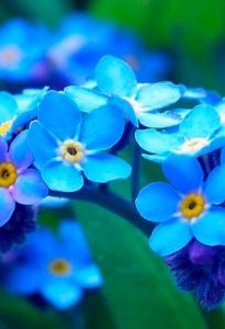 Читать: «Ведро незабудок» и другие рассказы