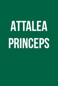 Читать: Attalea princeps