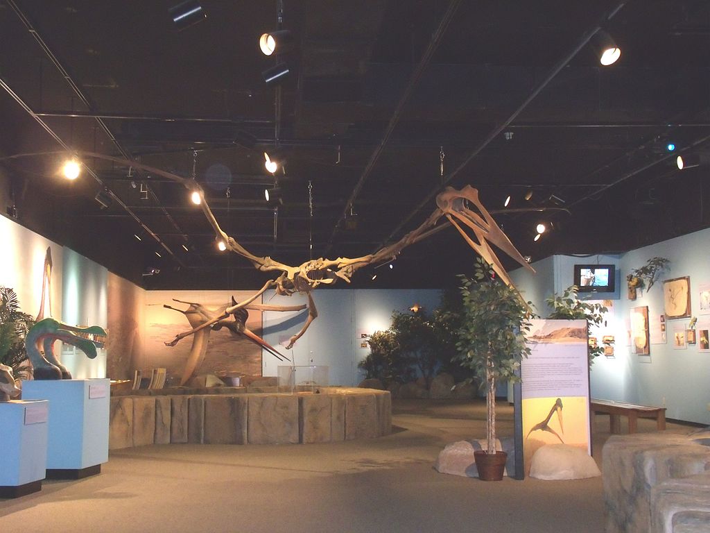 Mesa-Museum_of_Natural_History-Pterosaurs.JPG
