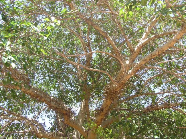 Ficus_sycomorus1.jpg