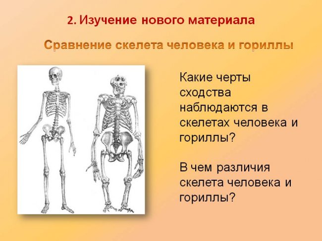 0014-014-Sravnenie-skeleta-cheloveka-i-gorilly.jpg