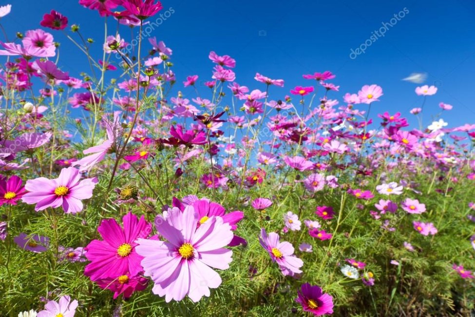 depositphotos_18354945-stock-photo-cosmos-flower-and-the-sky.jpg