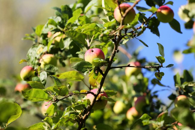 Цветник духовный: 7