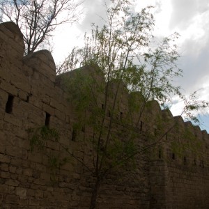 дерево у крепостной стены
