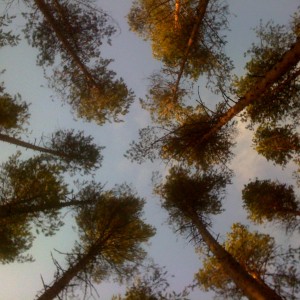 Небо в лесу