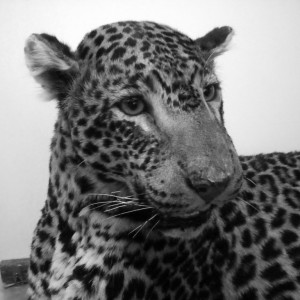 №12 Леопард