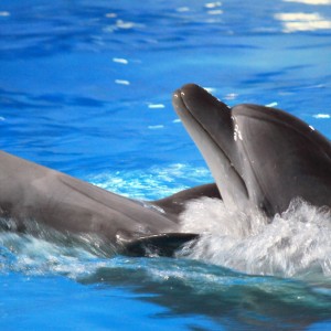 Дельфиний танец