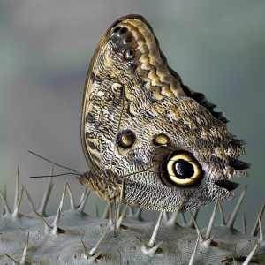 бабочка Калиго