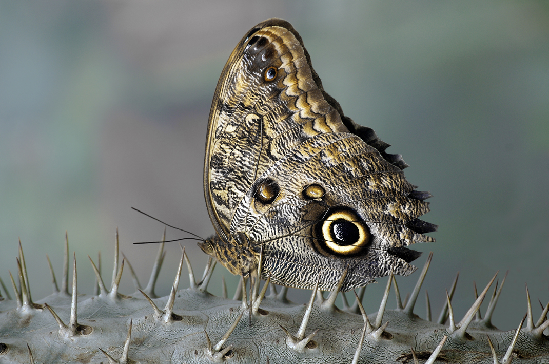 бабочка Калиго