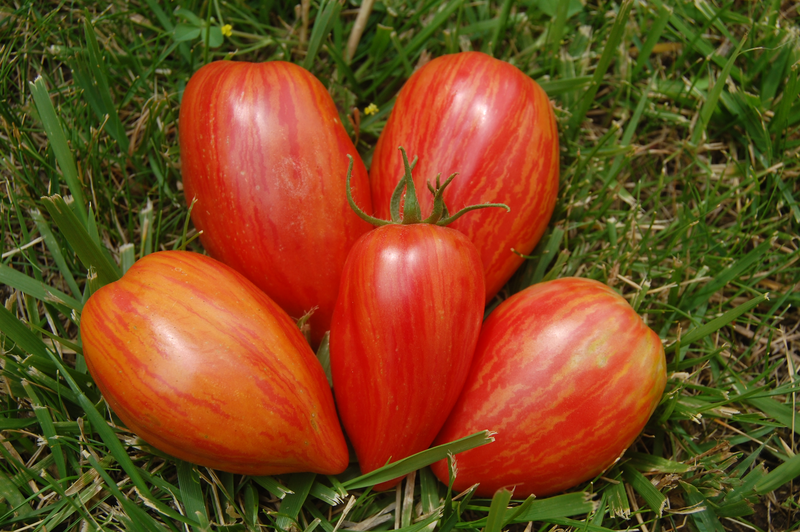 помидоры Дон Жуан