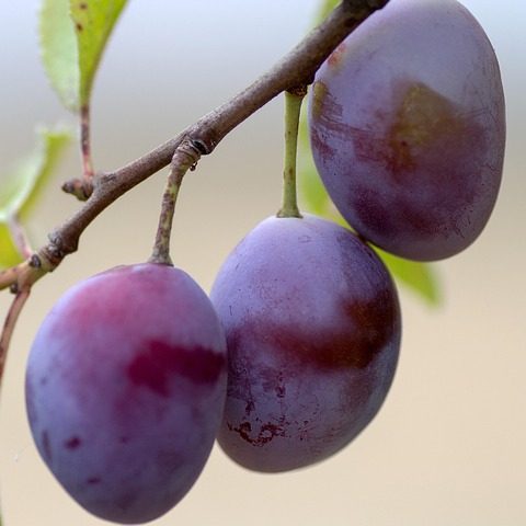 Слива: 10 лучших сортов