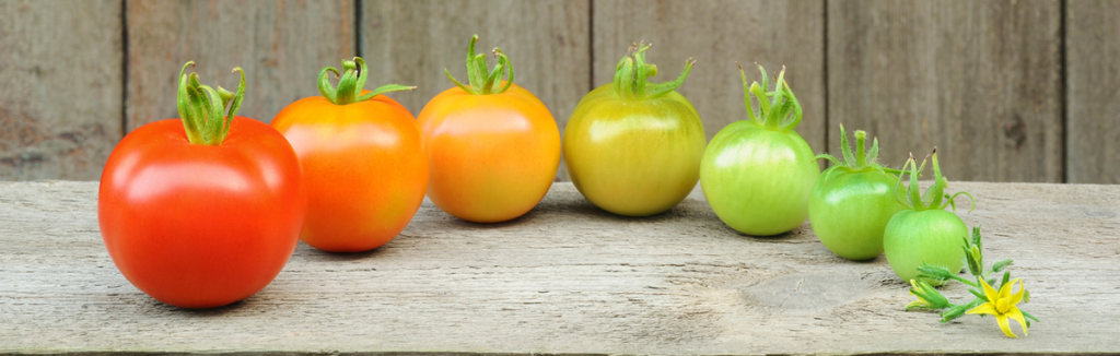 стадии зрелости томатов