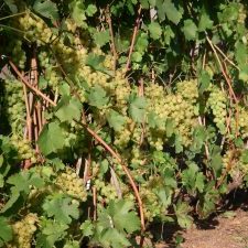 10 сортов винограда для средней полосы России