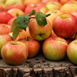 Яблони: 10 лучших сортов