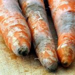 гниль моркови