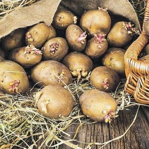 Семенной картофель отечественной селекции будут выращивать в Чувашии