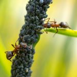 муравьи и тля