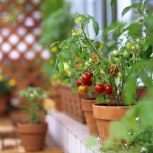 Какие овощи можно вырастить дома