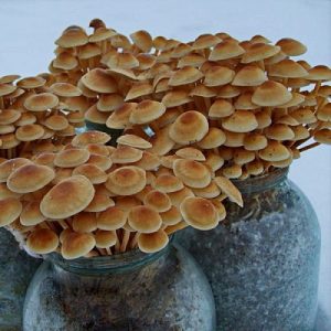 Какие грибы выращивают