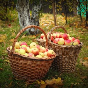 Как защитить плодовый сад осенью от болезней