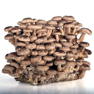 Как вырастить грибы шиитаке