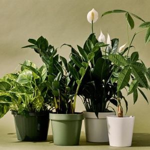 Комнатные растения для новичков