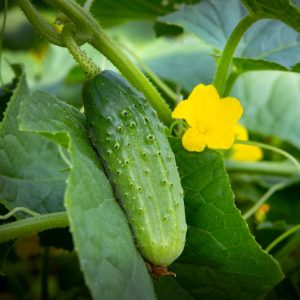 Выращиваем ранние огурцы