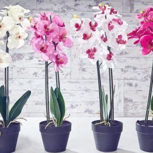 Семь фатальных ошибок в уходе за орхидеями