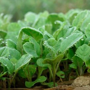 Десять правил выращивания капустной рассады