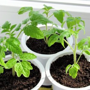 Выращиваем рассаду томатов