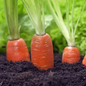 Как правильно посеять морковь