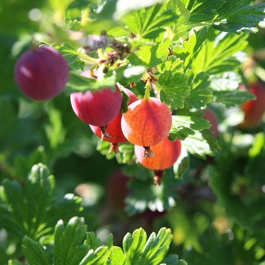 Выращивание крыжовника и борьба с болезнями