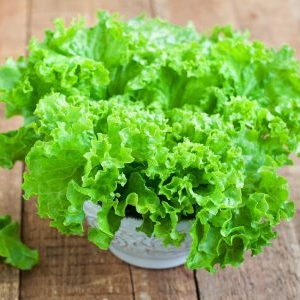 Что такое салат и как его вырастить