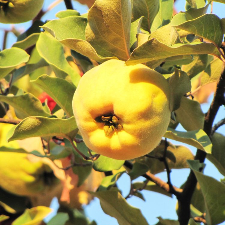 Айва: посадка и уход