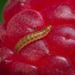 Малиновый жук личинка