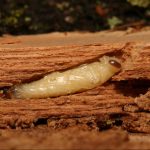 Смородинная узкотелая златка личинка