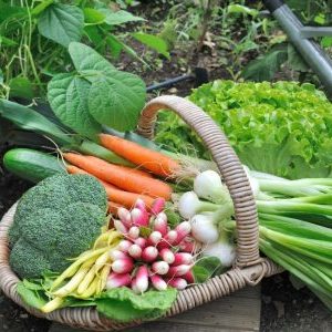 Десять овощей для посадки летом