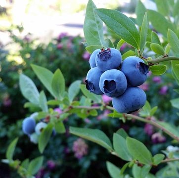 Как вырастить голубику в саду