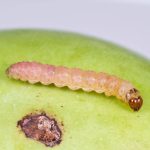 Яблоневая плодожорка личинка