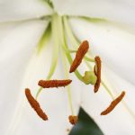 амариллис цветок