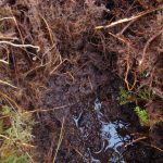 Торфяно-болотистые почвы