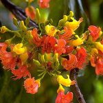 цветы австралийского каштана