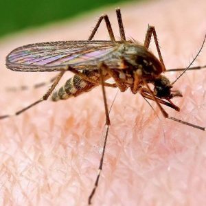 Лучшие растения для отпугивания комаров